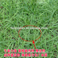 Bermuda grass for sale for Sports ground Golf course Urban greening